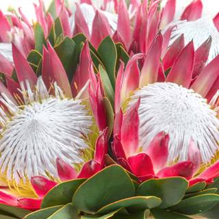 South Africa flowers wallpaper