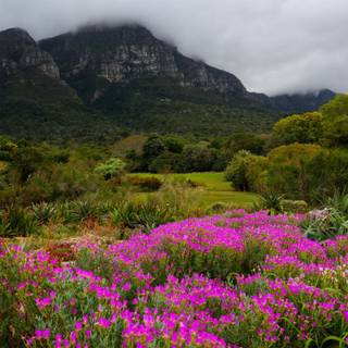 South Africa flowers wallpaper