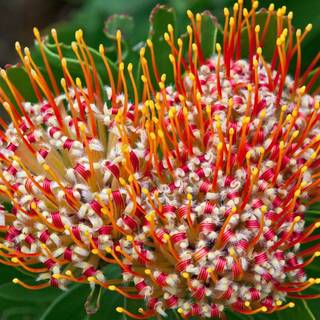 South Africa flowers wallpaper