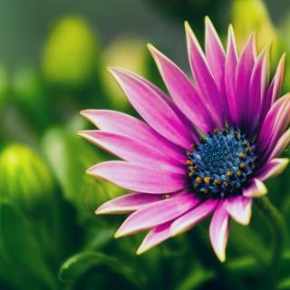 South Africa flowers wallpaper