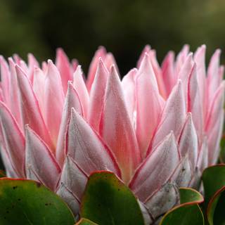 South Africa flowers wallpaper