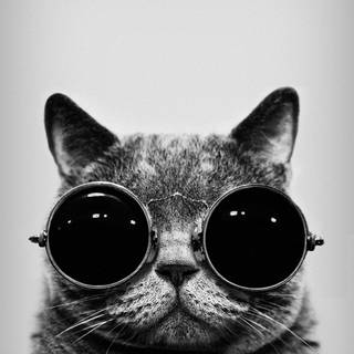 iPhone cat wallpaper