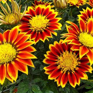 South Africa flowers wallpaper