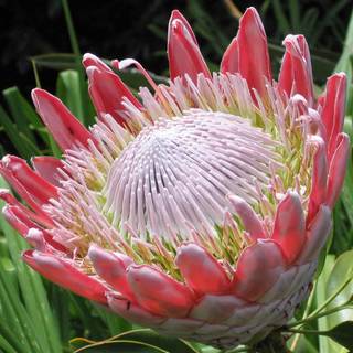 South Africa flowers wallpaper