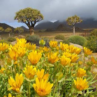 South Africa flowers wallpaper