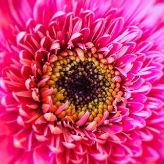 South Africa flowers wallpaper