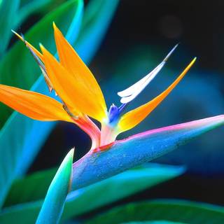 South Africa flowers wallpaper