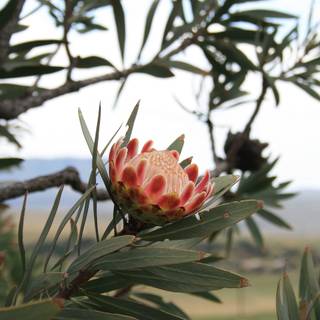 South Africa flowers wallpaper