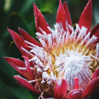 South Africa flowers wallpaper