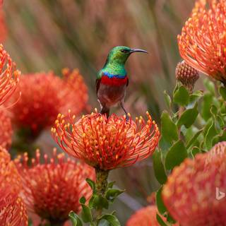 South Africa flowers wallpaper
