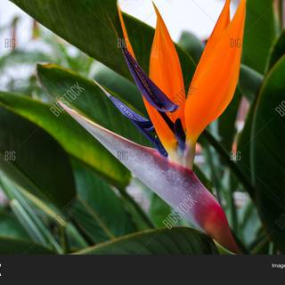 South Africa flowers wallpaper