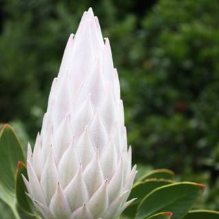 South Africa flowers wallpaper