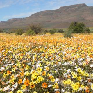 South Africa flowers wallpaper