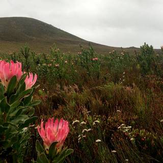 South Africa flowers wallpaper