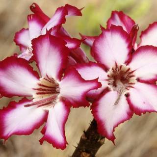 South Africa flowers wallpaper