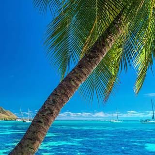 iPhone Max summer wallpaper