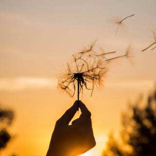 Hands summer wallpaper