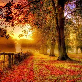Lovely autumn wallpaper