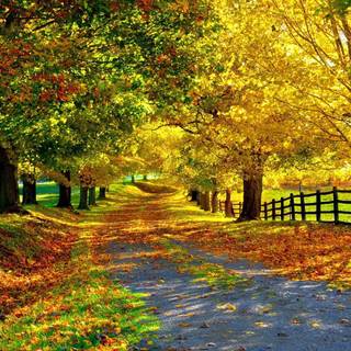 Lovely autumn wallpaper