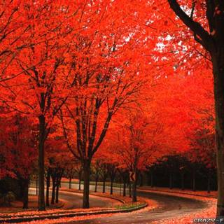 Lovely autumn wallpaper