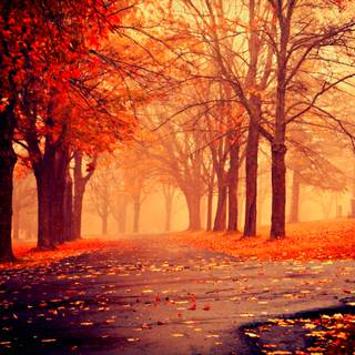 Lovely autumn wallpaper