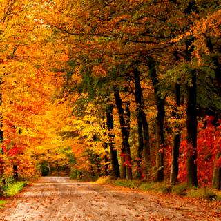 Lovely autumn wallpaper