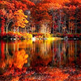 Lovely autumn wallpaper