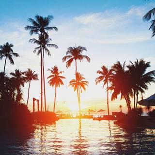 Palm 4k iPhone wallpaper