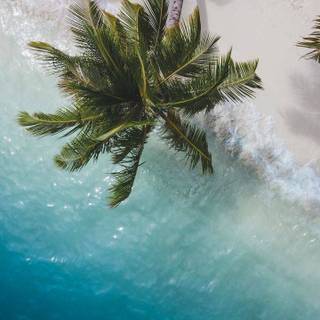 Palm 4k iPhone wallpaper