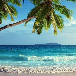 Palm 4k iPhone wallpaper