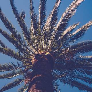 Palm 4k iPhone wallpaper