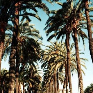 Palm 4k iPhone wallpaper