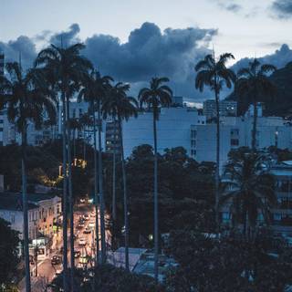 Palm 4k iPhone wallpaper