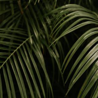 Palm 4k iPhone wallpaper