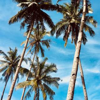 Palm 4k iPhone wallpaper