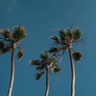 Palm 4k iPhone wallpaper