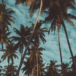 Palm 4k iPhone wallpaper