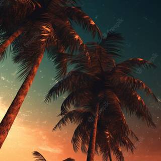 Palm 4k iPhone wallpaper
