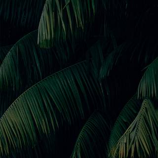 Palm 4k iPhone wallpaper