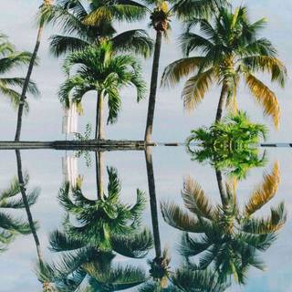 Palm 4k iPhone wallpaper