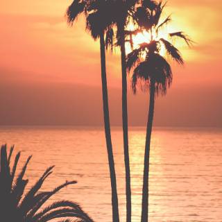 Palm 4k iPhone wallpaper