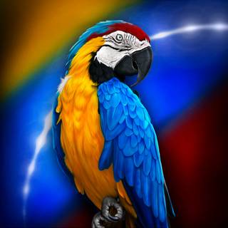 Guacamaya wallpaper