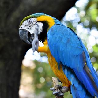Guacamaya wallpaper