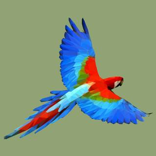 Guacamaya wallpaper