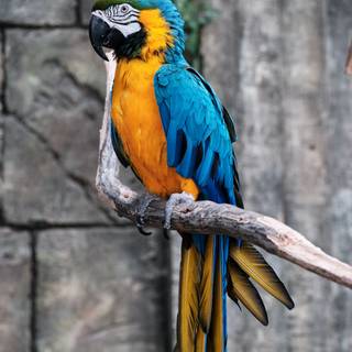 Guacamaya wallpaper