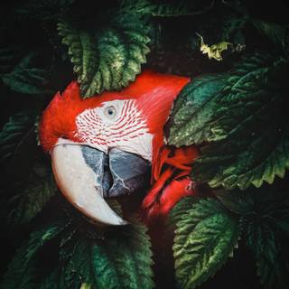 Guacamaya wallpaper