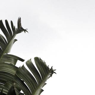 Green minimalist 4k wallpaper