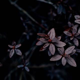 Aesthetic dark 4k wallpaper