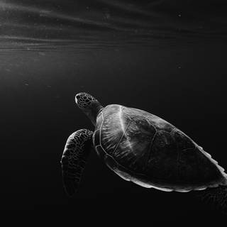 4k turtle wallpaper