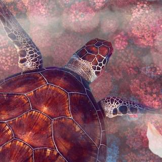 4k turtle wallpaper